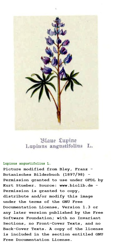 Lupinus angustifolius L.